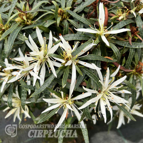 Star Style White - Японскaя aзалия - Star Style White - Rhododendron