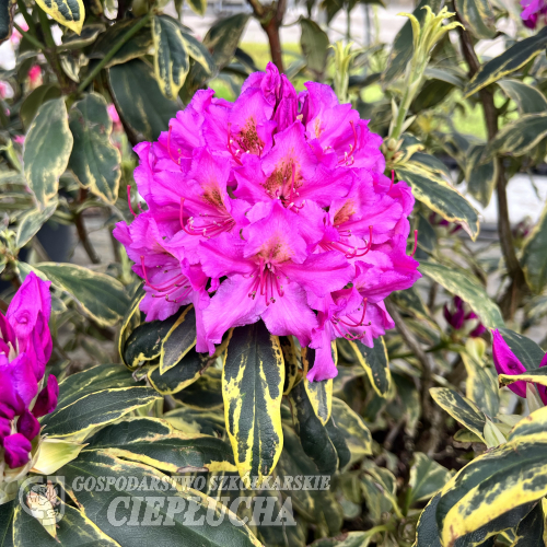 Golden Green Gift - Rhododendron hybrid - Golden Green Gift - Rhododendron hybridum