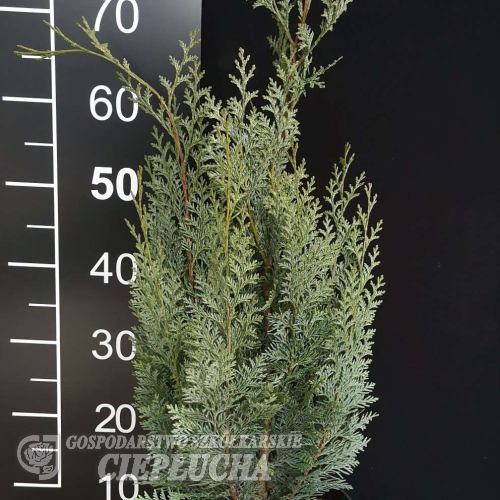 Chamaecyparis lawsoniana 'White Spot' - Chamaecyparis lawsoniana 'White Spot'