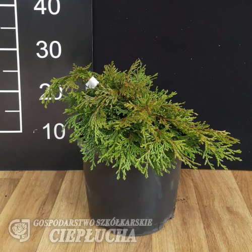 Chamaecyparis obtusa 'Pygmaea' - Chamaecyparis obtusa 'Pygmaea'