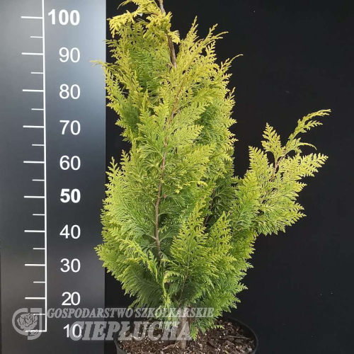 Chamaecyparis lawsoniana 'Golden King' - Chamaecyparis lawsoniana 'Golden King'