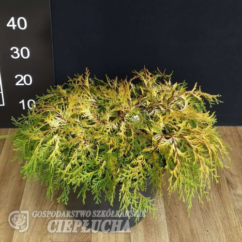 Chamaecyparis obtusa 'Kamarachiba' - Chamaecyparis obtusa 'Kamarachiba'