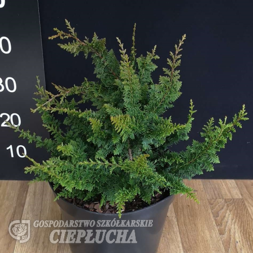 Chamaecyparis obtusa 'Teddy Bear' - Chamaecyparis obtusa 'Teddy Bear'