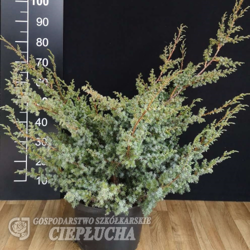 Juniperus chinensis 'Blue Alps' - Juniperus chinensis 'Blue Alps'