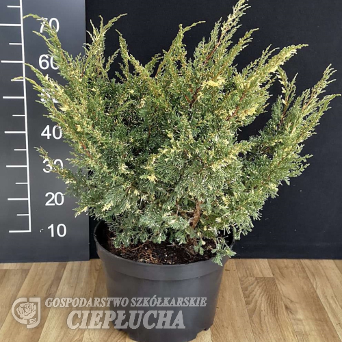 Juniperus chinensis 'Plumosa Albovariegata' - Juniperus chinensis 'Plumosa Albovariegata'