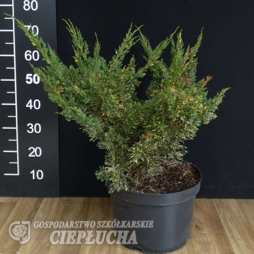 Juniperus chinensis 'Plumosa Aureovariegata' - Juniperus chinensis 'Plumosa Aureovariegata'