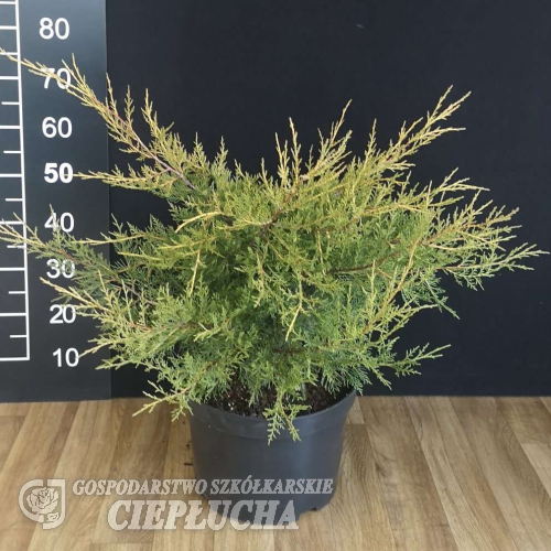 Juniperus chinensis 'Kuriwao Gold' - Juniperus chinensis 'Kuriwao Gold'