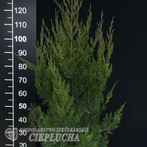 Juniperus chinensis 'Spartan' - Juniperus chinensis 'Spartan'