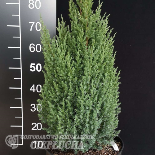 Juniperus chinensis 'Stricta' - Juniperus chinensis 'Stricta'