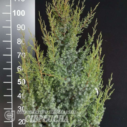 Juniperus chinensis 'Obelisk' - Juniperus chinensis 'Obelisk'