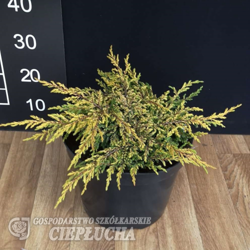 Juniperus communis 'Goldschatz' - 