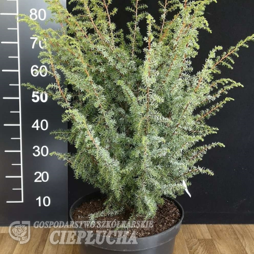 Juniperus communis 'Meyer' - 