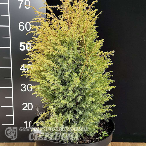 Juniperus communis 'Suecica Aurea' - Juniperus communis 'Suecica Aurea'