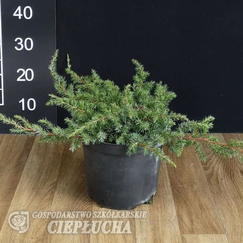 Juniperus conferta 'Schlager' - Juniperus conferta 'Schlager'