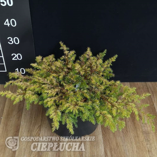 Juniperus conferta 'Allgold' - Juniperus conferta 'Allgold'