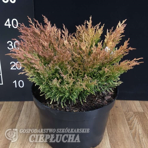 Juniperus horizontalis 'Limeglow' - Juniperus horizontalis 'Limeglow'