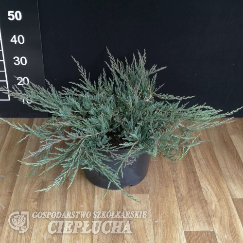 Juniperus horizontalis 'Yukon Belle' - jałowiec płożący - Juniperus horizontalis 'Yukon Belle'