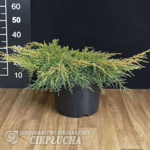 Juniperus x pfitzeriana 'Goldkissen' - Juniperus x pfitzeriana 'Goldkissen'