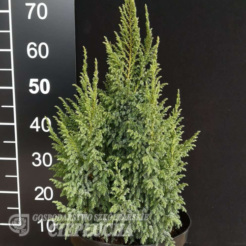 Juniperus pingii 'Loderi' - Juniperus pingii 'Loderi'