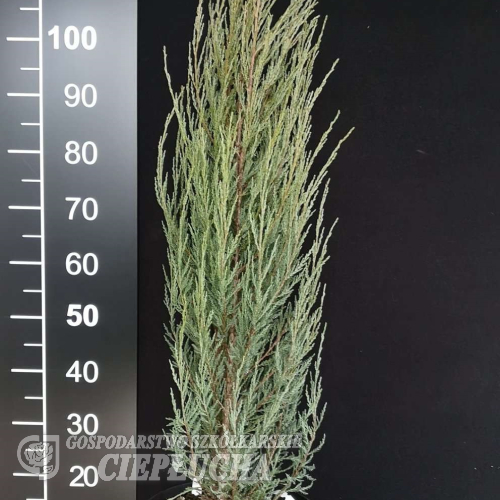 Juniperus scopulorum 'Blue Arrow' - Juniperus scopulorum 'Blue Arrow'