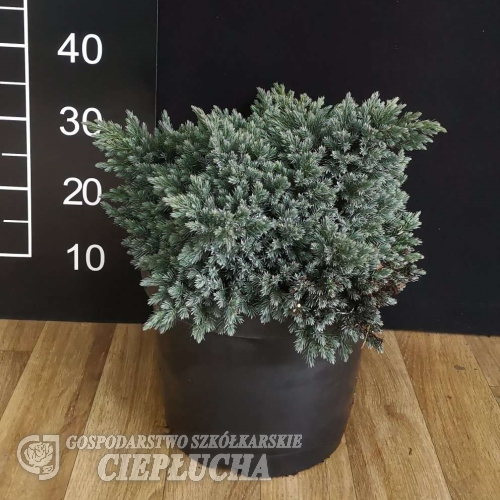 Juniperus squamata 'Blue Star' - Juniperus squamata 'Blue Star'