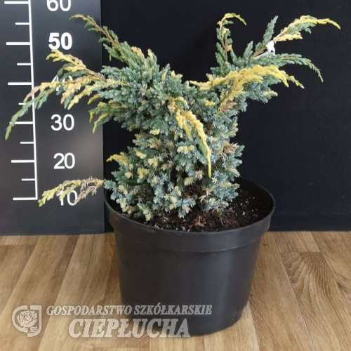 Juniperus squamata 'Golden Flame' - Juniperus squamata 'Golden Flame'