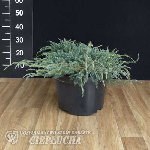 Juniperus squamata 'Blue Carpet' - Juniperus squamata 'Blue Carpet'