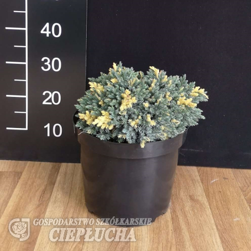 Juniperus squamata 'Floreant' - Juniperus squamata 'Floreant'