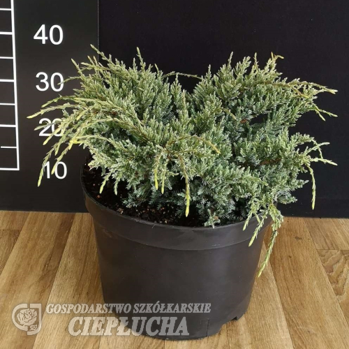 Juniperus squamata 'Holger' - Juniperus squamata 'Holger'