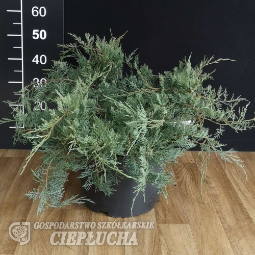 Juniperus virginiana 'Grey Owl' - Juniperus virginiana 'Grey Owl'