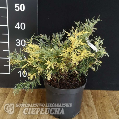 Juniperus x pfitzeriana 'Blue and Gold' - Juniperus x pfitzeriana 'Blue and Gold'