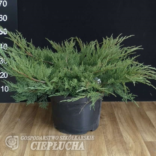 Juniperus x pfitzeriana 'Mathot' - Juniperus x pfitzeriana 'Mathot'