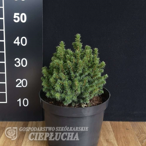 Picea glauca 'Alberta Globe' - Picea glauca 'Alberta Globe'