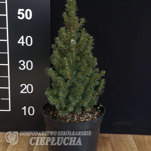 Picea glauca 'Conica' - Picea glauca 'Conica'