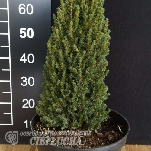 Picea glauca 'Jean's Dilly' - Picea glauca 'Jean's Dilly'