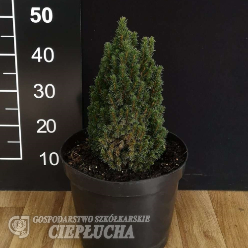 Picea glauca 'Piccolo' - Picea glauca 'Piccolo'