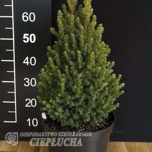 Picea glauca 'Rainbow's End' - Picea glauca 'Rainbow's End'