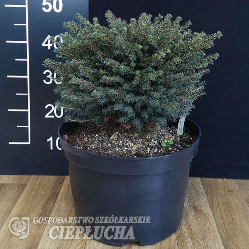 Picea omorika 'Karel' - Picea omorika 'Karel'