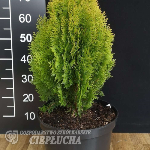 Platycladus orientalis 'Aurea Nana' - Platycladus orientalis 'Aurea Nana'