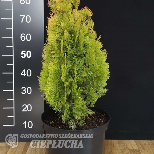 Platycladus orientalis 'Elegantissima' - Platycladus orientalis 'Elegantissima'