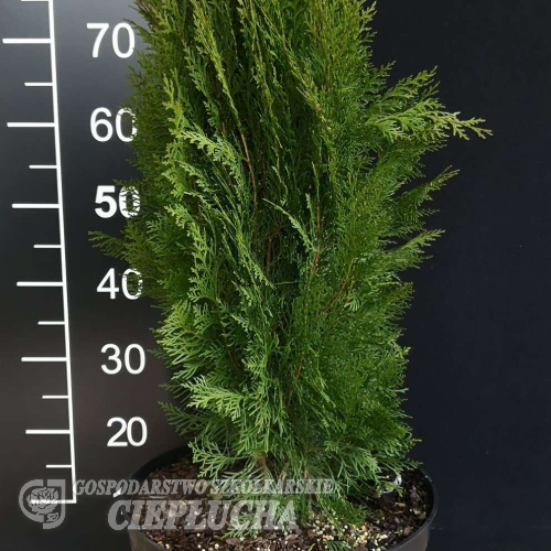 Platycladus orientalis 'Justyna' - Platycladus orientalis 'Justyna'