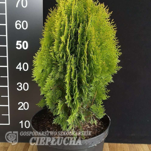 Platycladus orientalis 'Golden Pygmy' - Platycladus orientalis 'Golden Pygmy'