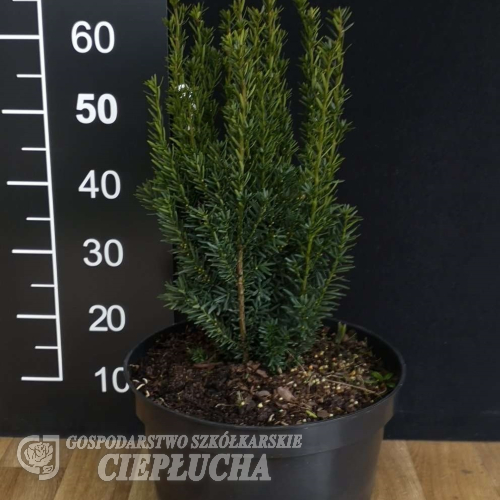 Taxus baccata 'Fastigiata Robusta' - Taxus baccata 'Fastigiata Robusta'