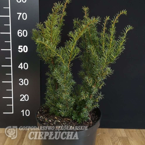 Taxus baccata 'Nissen's Corona' - Taxus baccata 'Nissen's Corona'