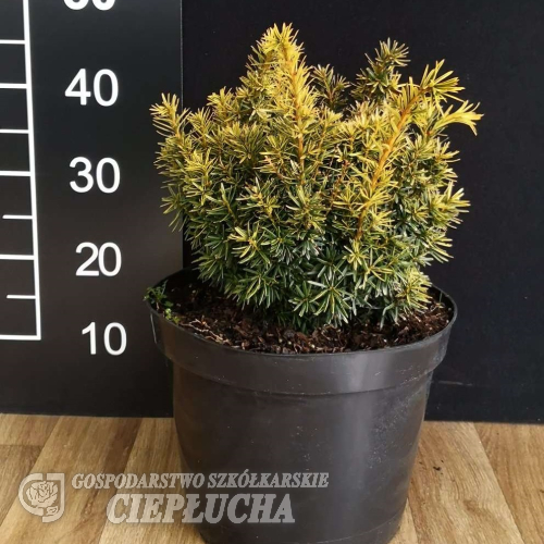 Taxus cuspidata 'Dwarf Bright Gold' - Taxus cuspidata 'Dwarf Bright Gold'