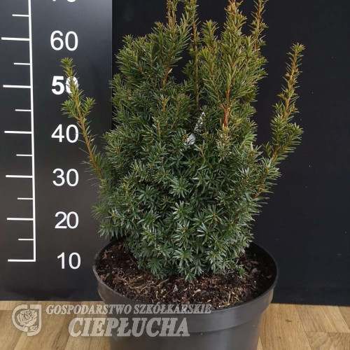 Taxus cuspidata 'Nana' - Taxus cuspidata 'Nana'