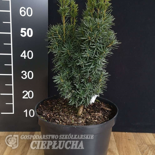 Taxus x media 'Flushing' - Taxus x media 'Flushing'