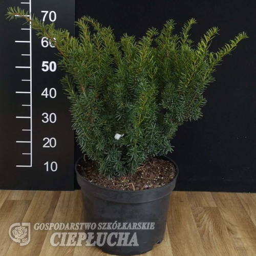 Taxus x media 'Densiformis' - Taxus x media 'Densiformis'