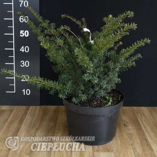 Taxus x media 'Fairview' - Taxus x media 'Fairview'