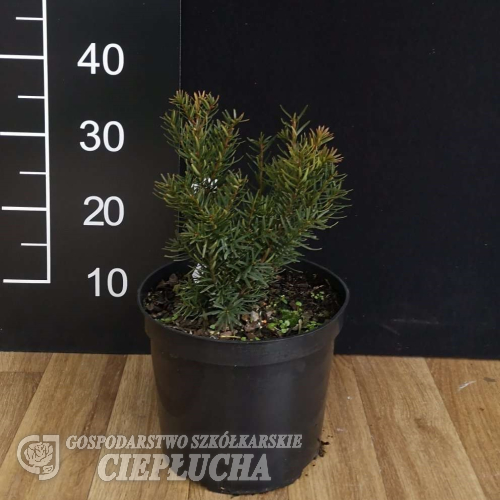 Taxus x media 'Farmen' - Taxus x media 'Farmen'